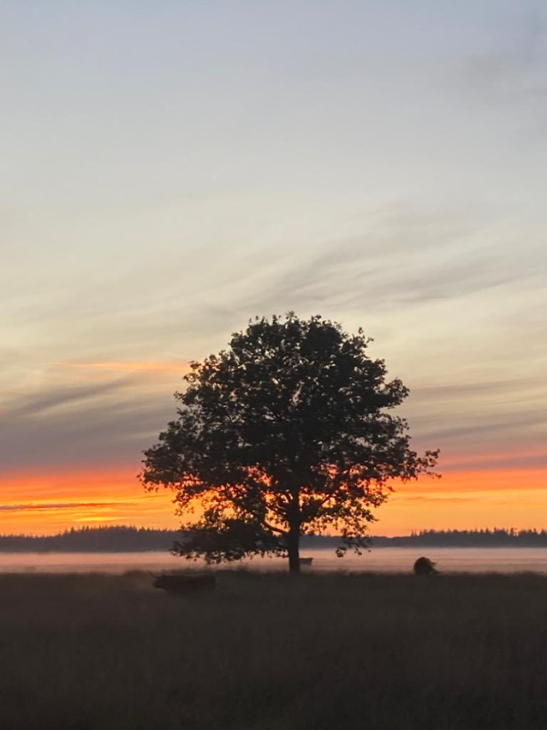 Tiny houses met hottub bij Drents Friese Wold