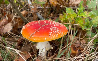 Herfst in Drenthe: Ontdek de mooiste natuurgebieden en activiteiten met kinderen