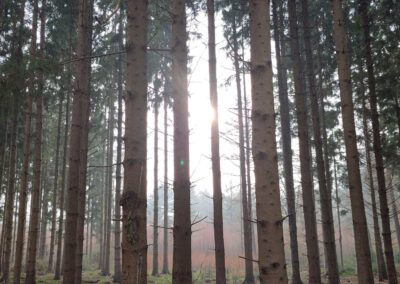 Winters bos bij tiny house in drenthe