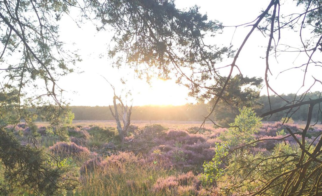 3x de mooiste heidewandeling in Drenthe