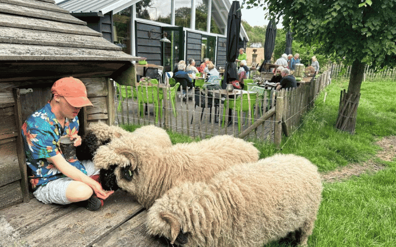 Schapen op De Maargieshoev