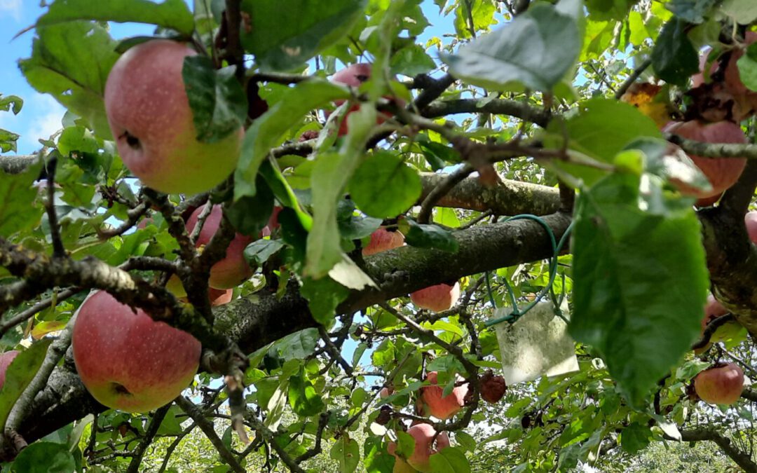 Ontdek de Fruithof: een bijzondere fruitboomgaard om de hoek