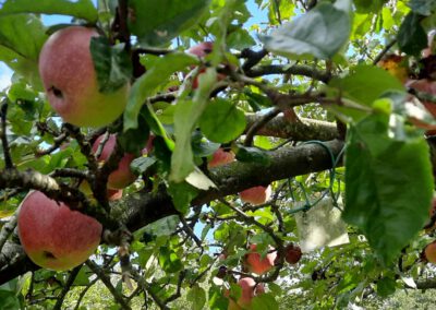 Fruithof is een fruitboomgaard in drenthe