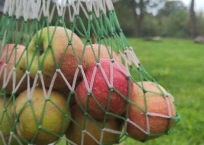 Appels geplukt in Fruithof Frederiksoord